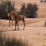 ...Desert Beauties...