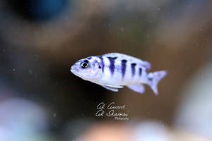 ...Blue Tiger Fishie...