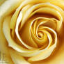 ...Yellow Twirls IIII...