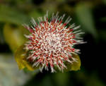 Thistle by NiquePhotography