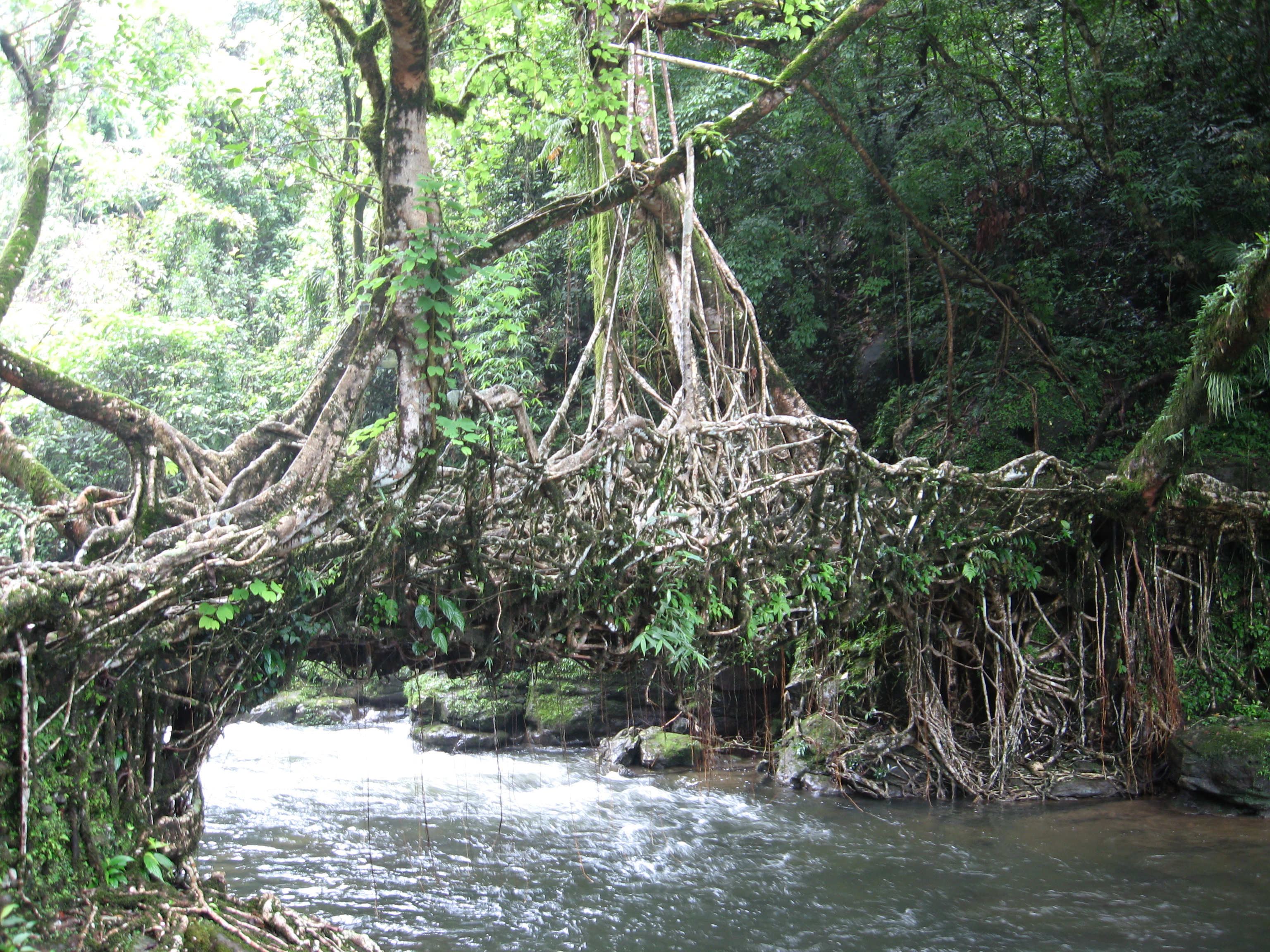 Living Root Bridge