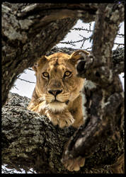 Tree Climbing Lion