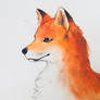 Red Fox Headshot