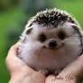 Happy Hedgehog