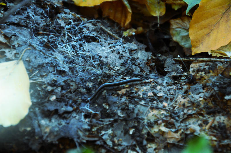 insects crawling all around by verhaengnis on DeviantArt