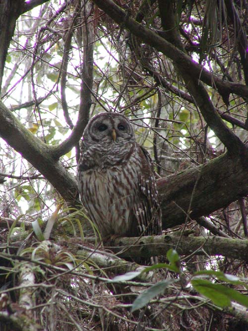 Barred owl