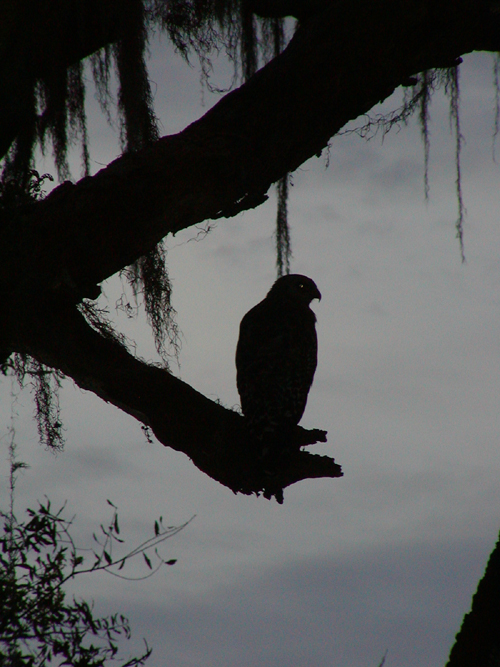 Red shouldered hawk at dusk