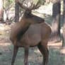 Grand Canyon Elk 2