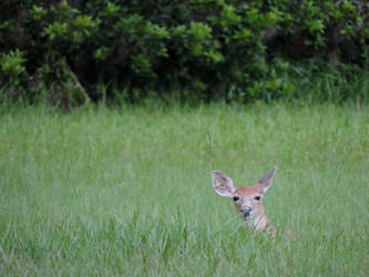 I am invisible.  You can't see me.