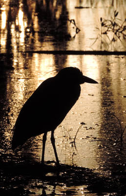 Golden Heron