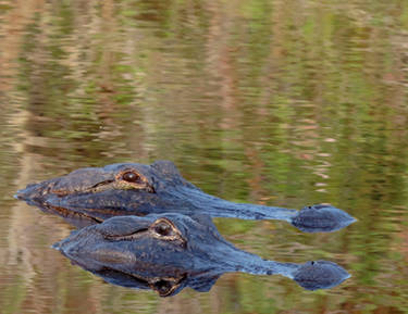 Surreal Gators