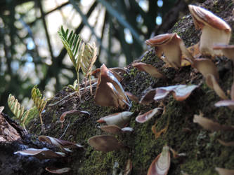 Resurrection Fern