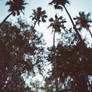 Light y palms