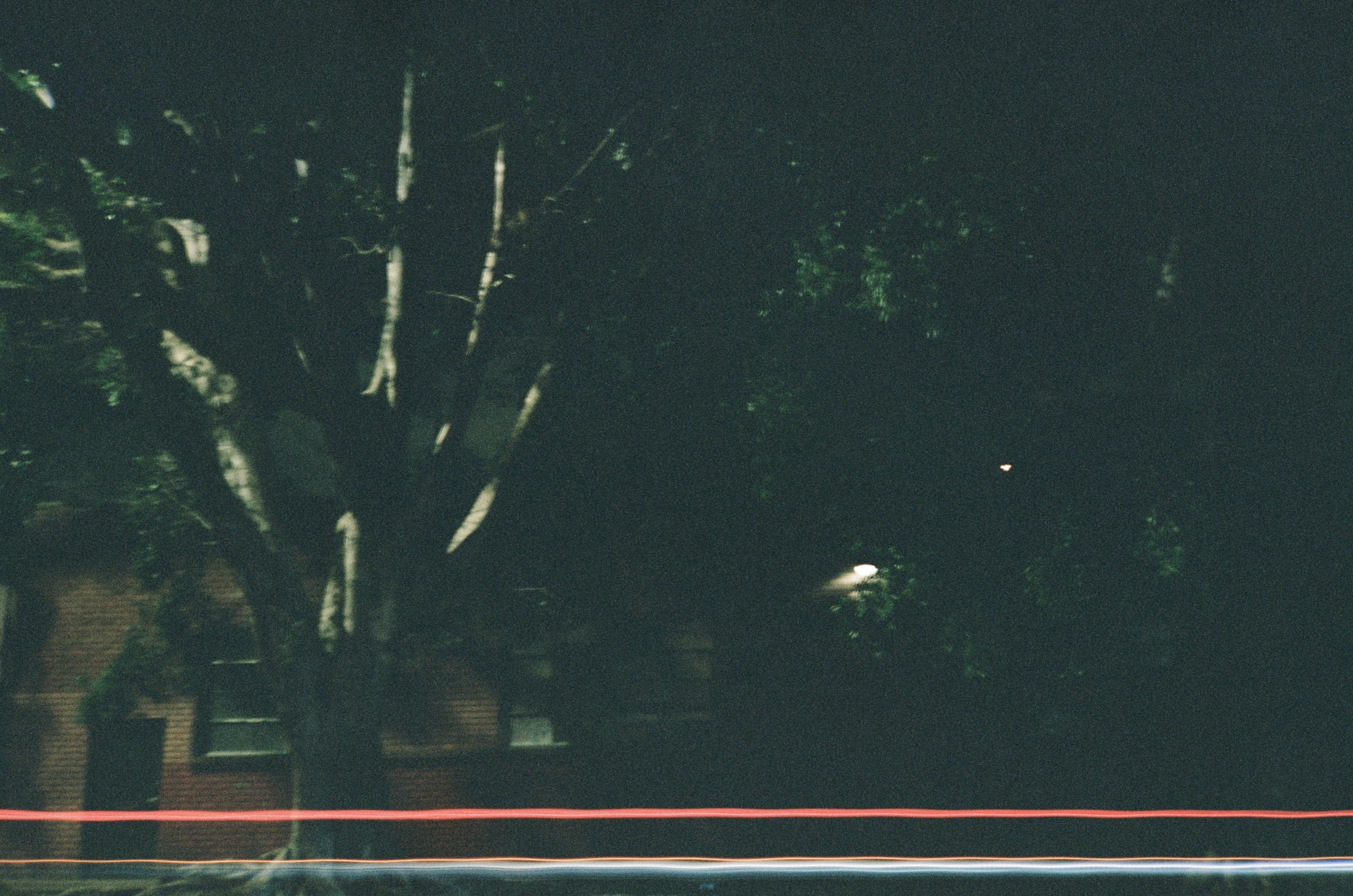 Trees at night
