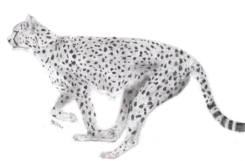 Running Cheetah Sketch by on DeviantArt
