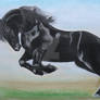 black beauty freisian stallion