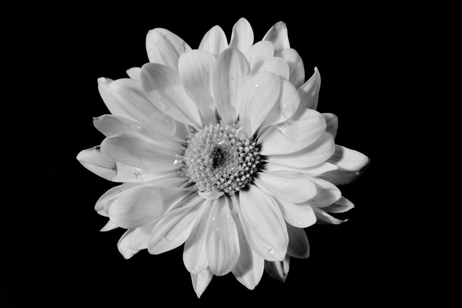 Black and White Flower