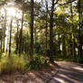 Sun through the trees