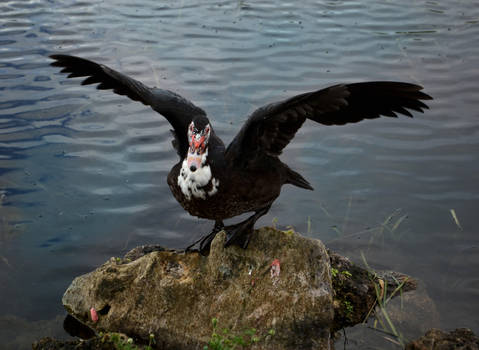 Winged Duck portrait