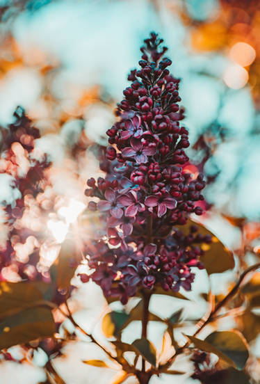 Lilacs on a Friday