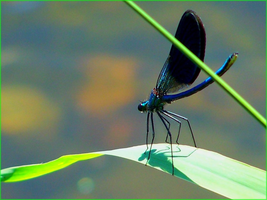 Dragonfly 3