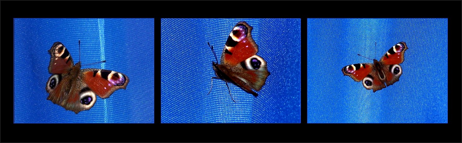 Butterfly in my room