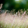 Grass 2