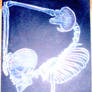 skeleton