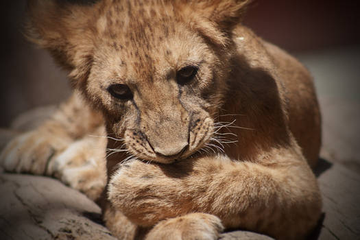 A cub staring