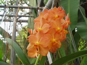 Thai Orchid 2