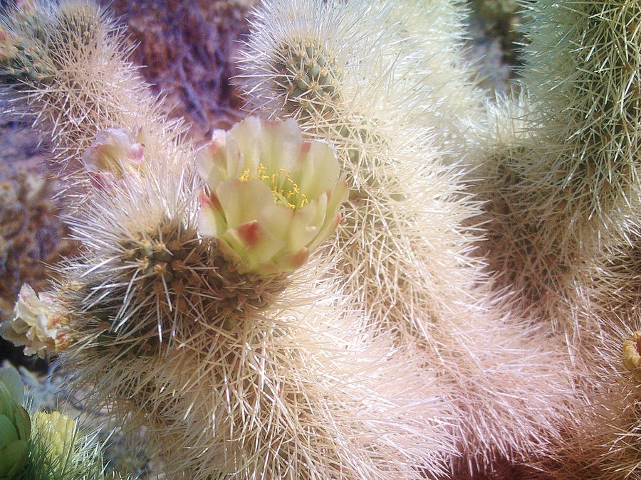 Cactus bloom 4