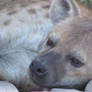 The Beautiful Hyena