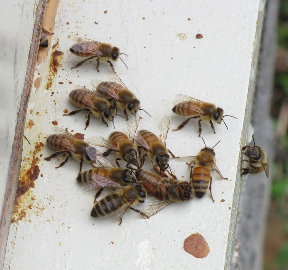 Bee Funeral