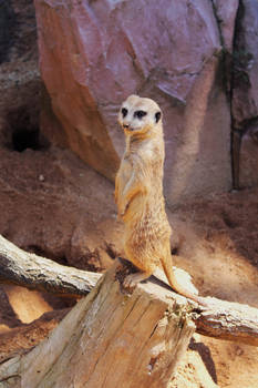 Suricate 01