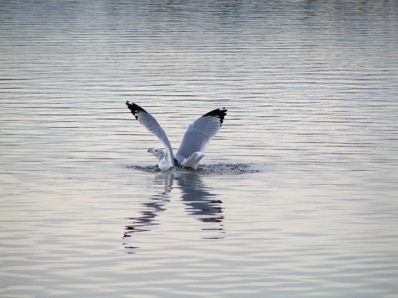 Landing