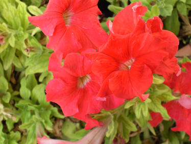 Petunia 1