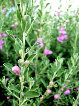 Purple Bud-Stalk