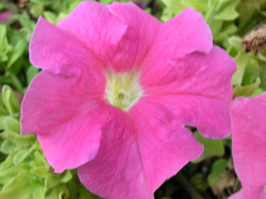 Petunia 3