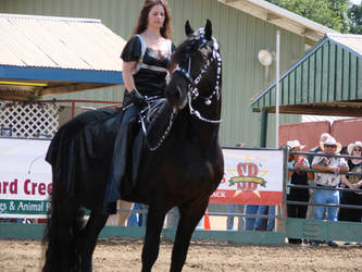 Friesian Stock18