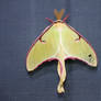 Luna Moth