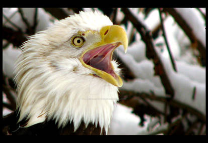 Bald Eagle 3