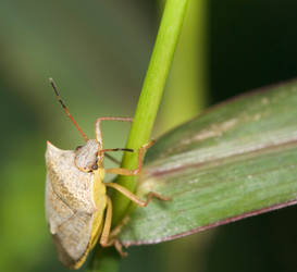 Stinkbug1