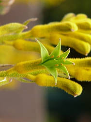 Yellow Kangaroo Paw