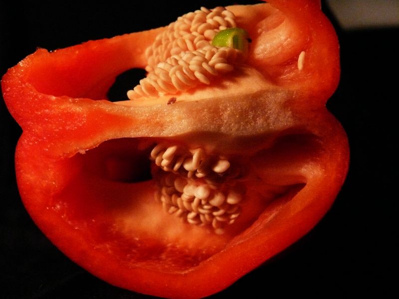 Red Capsicum 2