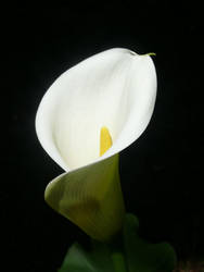 Arum Lilly Spring 09