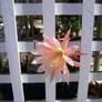 Cactus Flower