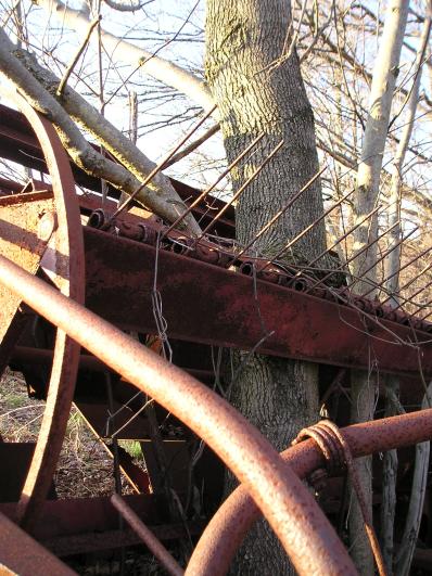 rust and tree