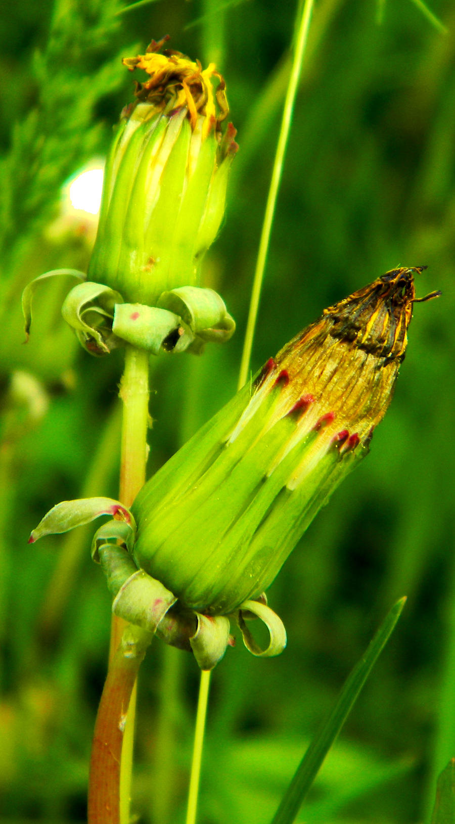 Dandelion parents