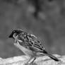 BW Sparrow