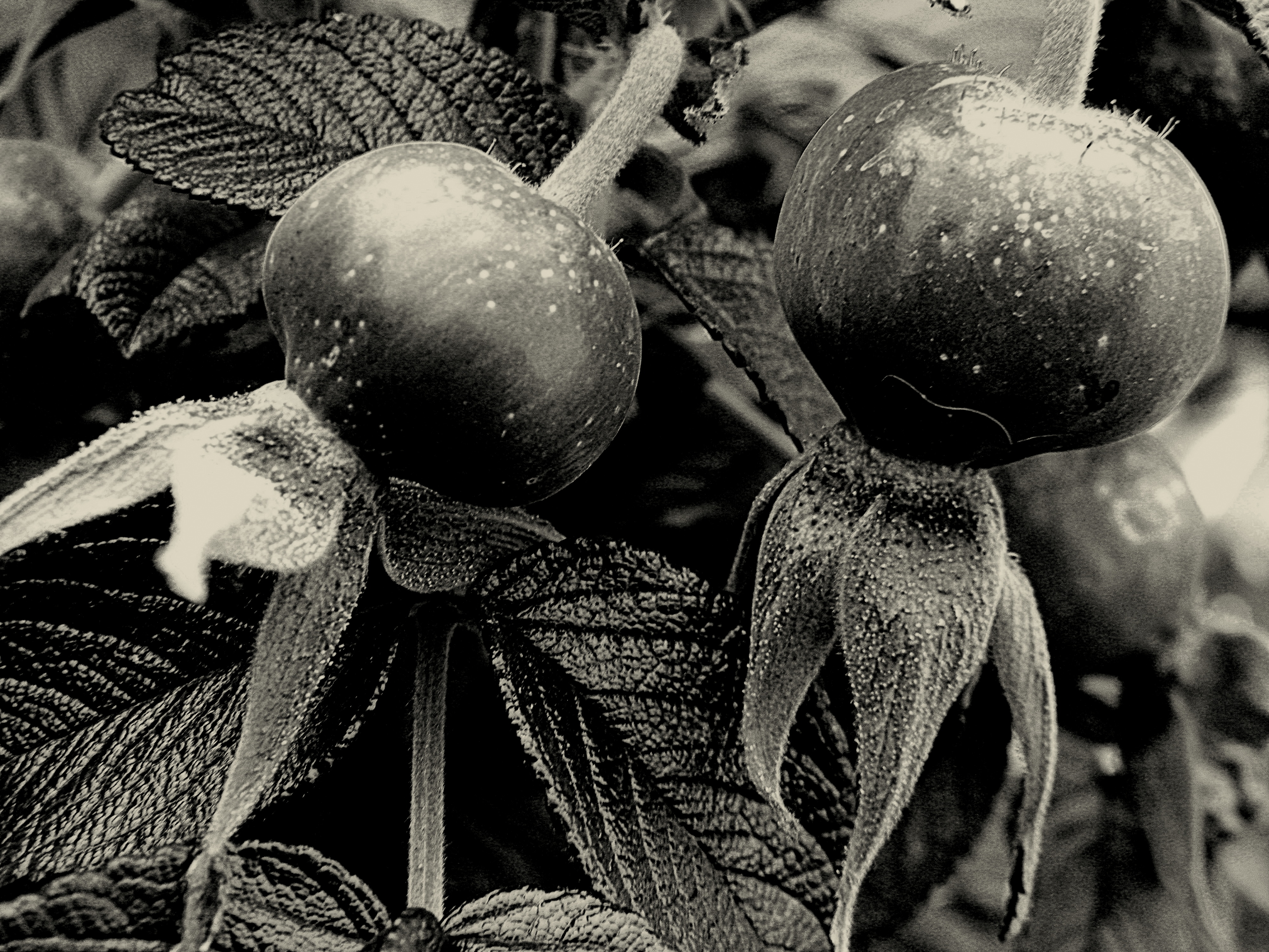 Rose hips